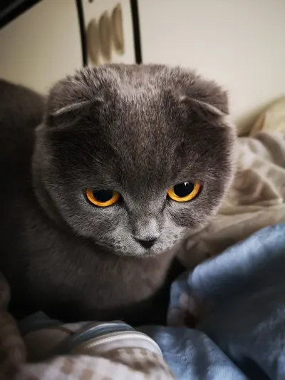 阿灰