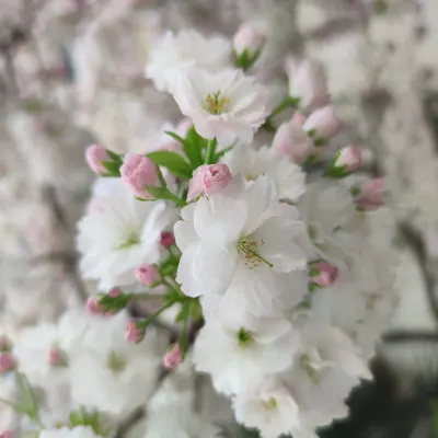 又是一年春